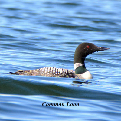 Common Loon